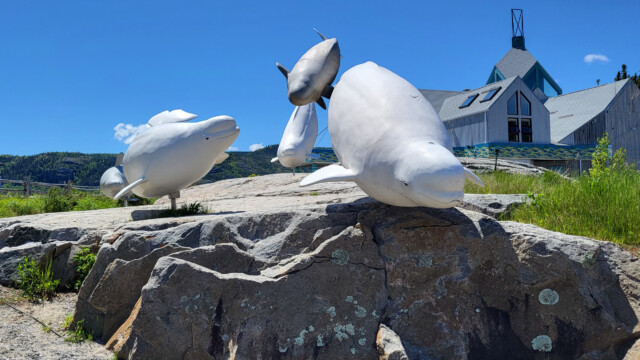Belugas vor dem Wale-Zentrum in Tadoussac