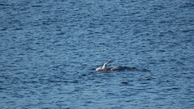 Beluga-Mutter taucht gerade ab, ihr noch graues Kind kommt gleich hinterher