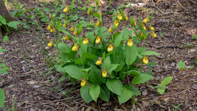 Busch mit gelbem Frauenschuh