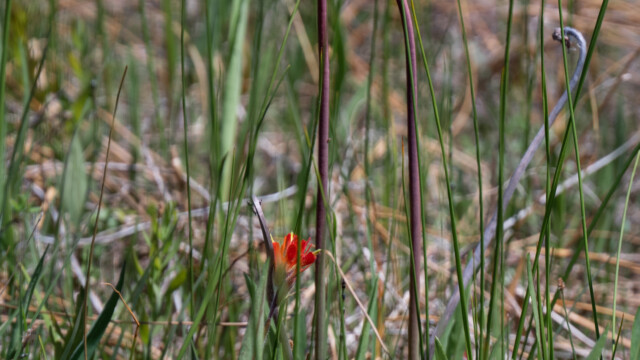 Rote Schlauchpflanze