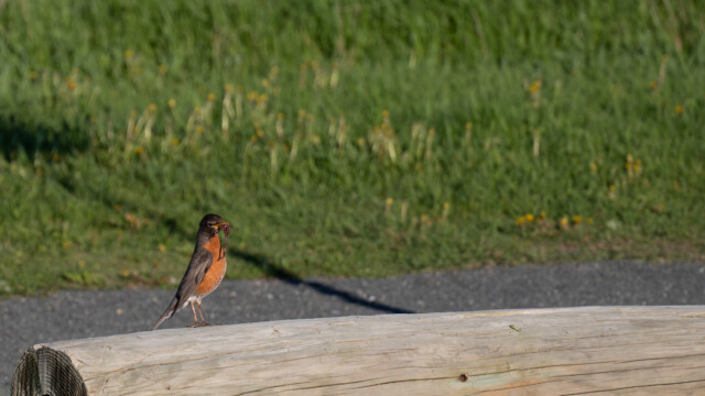 Wander-Drossel mit Frühstück