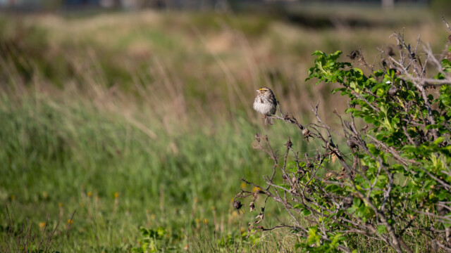 Grasammer sonnt sich
