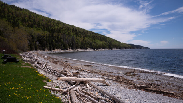 am Ufer liegen viele angeschwemmte Bäume