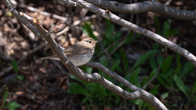 eine Grauwangen-Drossel