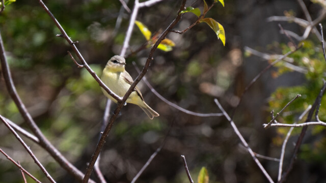 ein Schlicht-Vireo