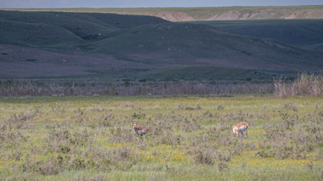 Antilopen sahen wir immer nur in der Ferne