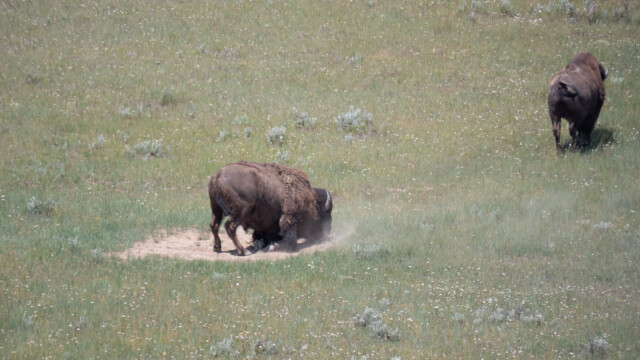warum geht der plötzlich auf die Knie?