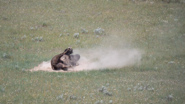 um sich im Sand das Ungeziefer wegzumachen
