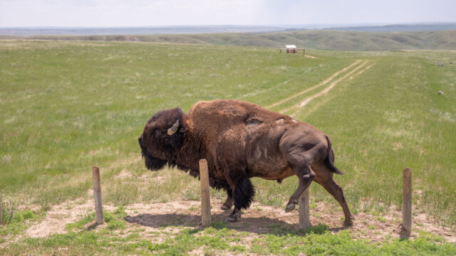 Bison kratzt sich...