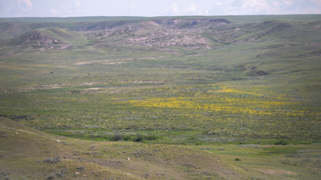 blühende Prärielandschaft; siehst du die zwei Bisons darin?