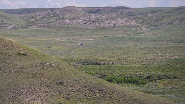 hier wirbelt eines gerade Staub auf