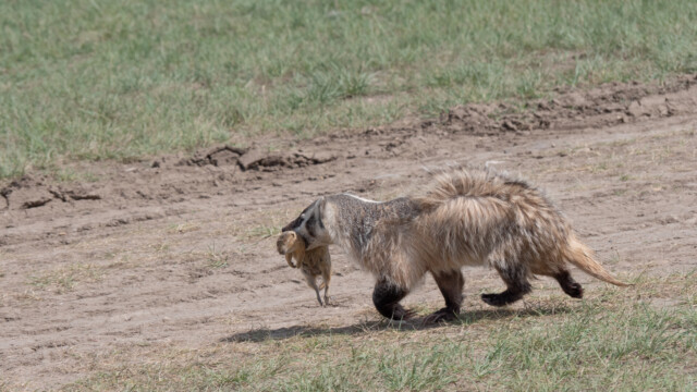 amerikanischer Dachs mit Jagdbeute auf dem Campingplatz