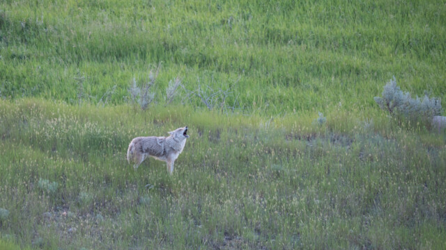Kojote ruft (heult) am Abend sein Gspänli an