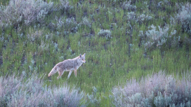 sieht in unseren Augen aus wie ein Wolf, doch gemäss Parkinfo gibt es hier keine Wölfe mehr, es sind Kojoten;