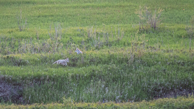 zwei Kojoten suchen und finden sich, legen sich danach für die Nacht in die Wiese (starke Ausschnittvergrösserung mit nur 1/50 sec Belichtungszeit und 600mm Brennweite)