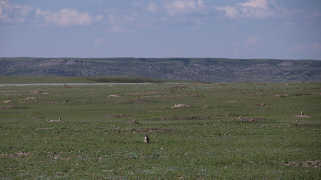 eine grosse Kolonie von Präriehunden