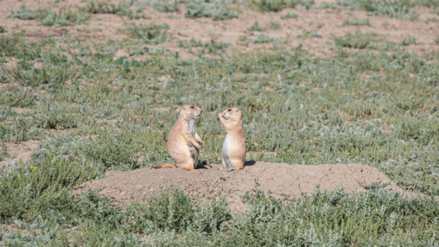 Was hast du heute noch vor? Weiss nicht...