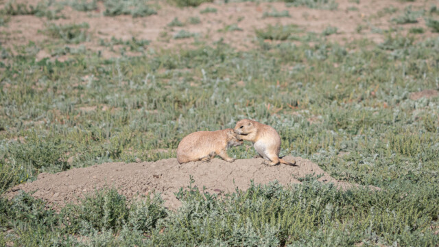 Gut, dann kannst du mich bitte mal lausen...