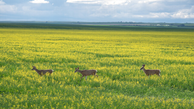 Deers im Rapsfeld vor dem Park