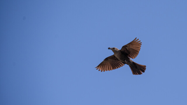 mit Futter unterwegs