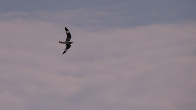 Weihe (englisch: Harrier)