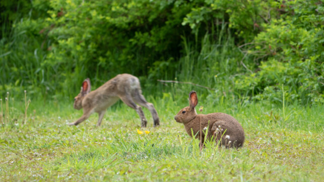 fressen und hüpfen umher;