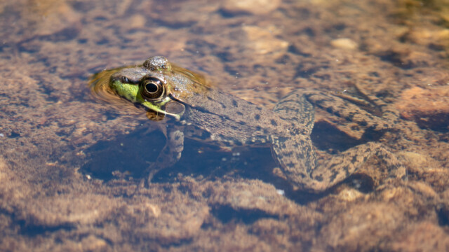 Leopardenfrosch in einer Pfütze