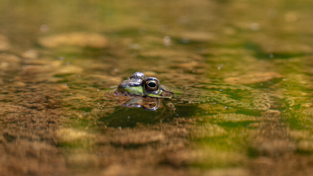 Schau mir in die Augen kleines...