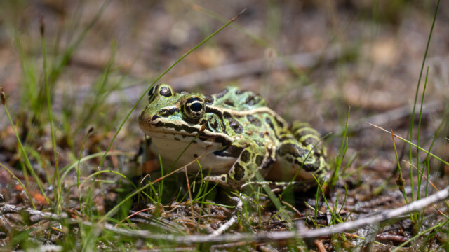 Leopardenfrosch am Sonnenbaden