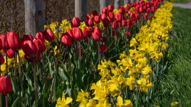 Osterglocken und Tulpen blühen hier im Juni