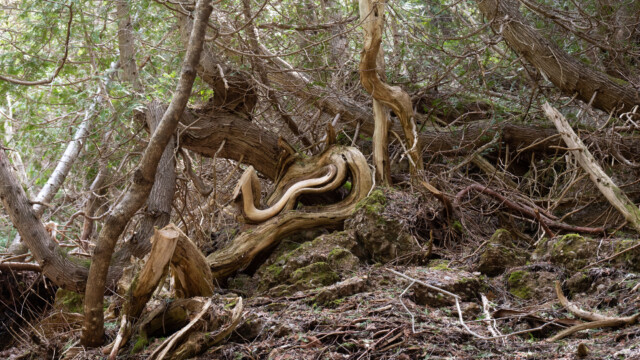 Bäume und Wurzeln in allen Formen
