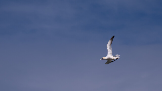 spezielle Flügelstellung