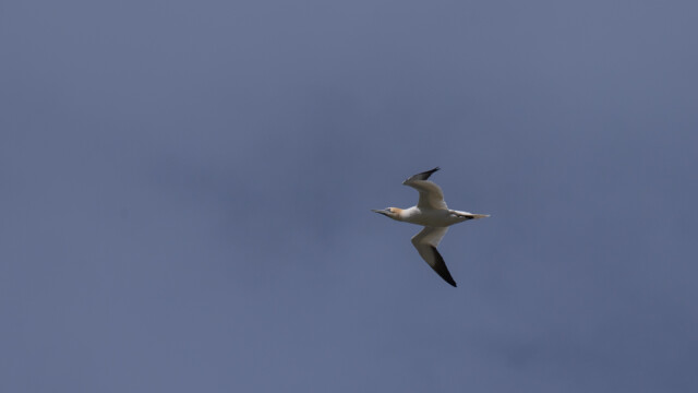 unser erster Basstölpel