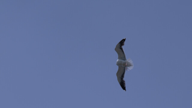 kopflose Möwe (soll auch bei Menschen vorkommen...)