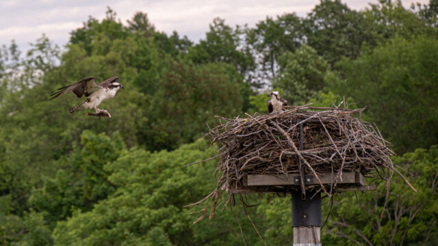 Anflug mit halbem Fisch