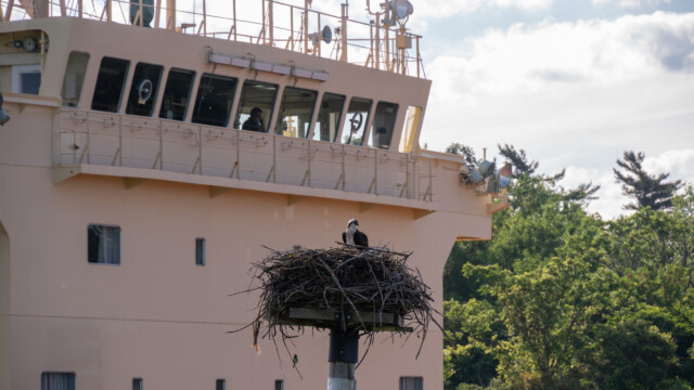 Seeadler vor Frachter