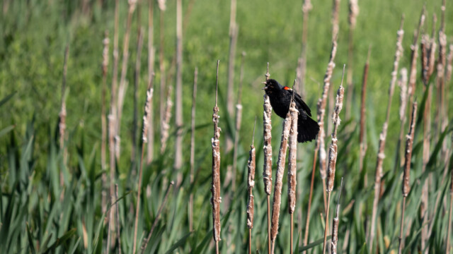 Rotschulterstärling