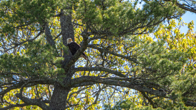 Weisskopfseeadler im Baum, kurz vor dem Start