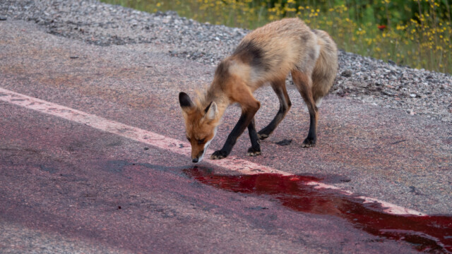 Fuchs-Sichtung am Rande der Strasse