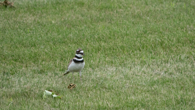 Keilschwanz-Regenpfeifer