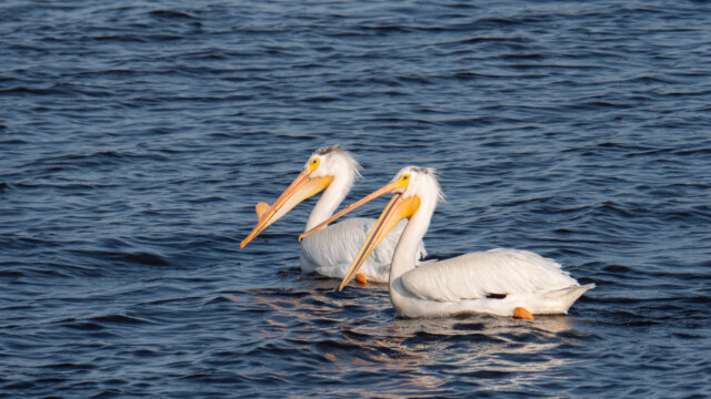 Pelikane am Lake Superior; derjenige mit dem Höcker ist das Männchen