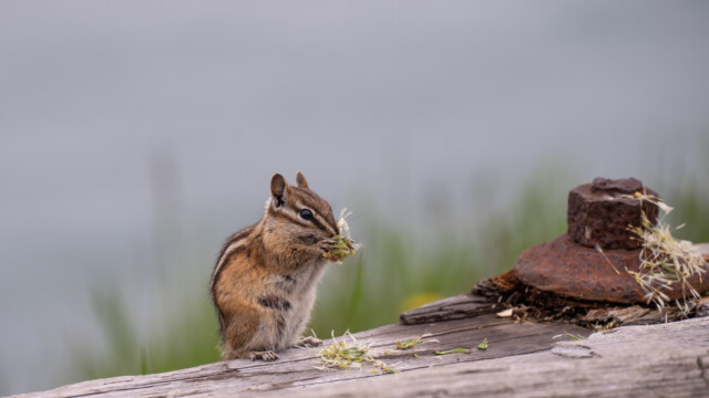 Streifenhörnchen beim Znüni