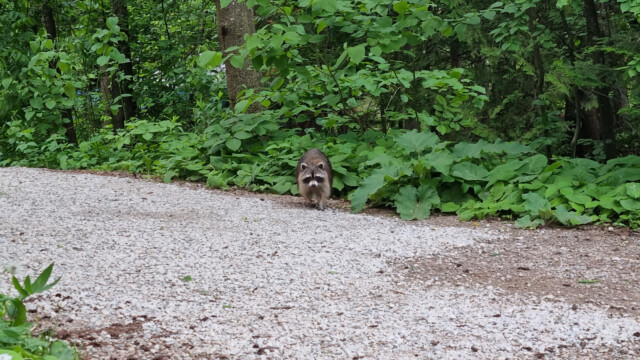plötzlich taucht ein Waschbär auf