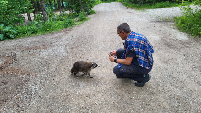 Verhandlungen mit dem Waschbär