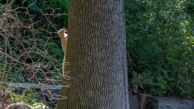 ganze helles, fast weisses Eichhörnchen