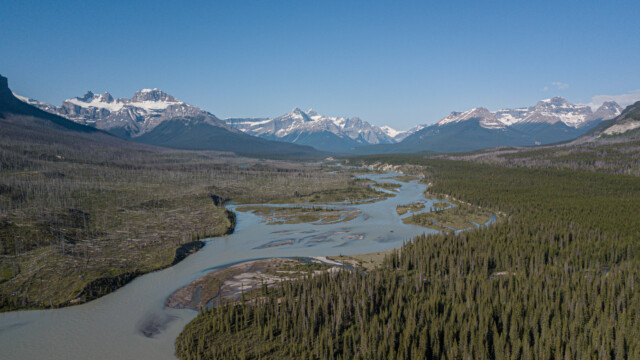 Luftbild auf die vielen Inseln im gewundenen Fluss; weiter sieht man die vielen toten Bäume auf der linken Flussseite des Waldbrandes von 2015