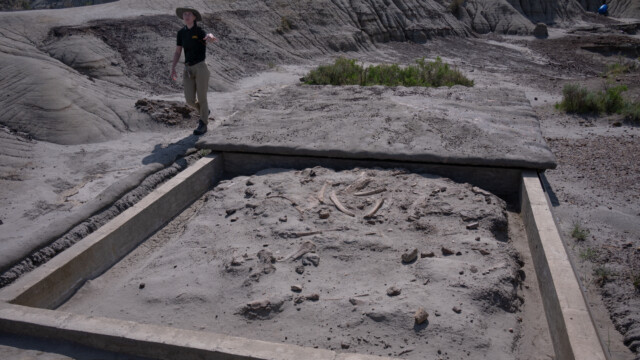 hier kam eine Herde von hundertfĂĽnfzig (150) Dinosaurier um; man vermutet, dass sie von einer Flutwelle ĂĽberrascht wurden, verursacht durch ein Gewitter