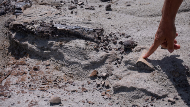 überall grössere und kleinere Knochen