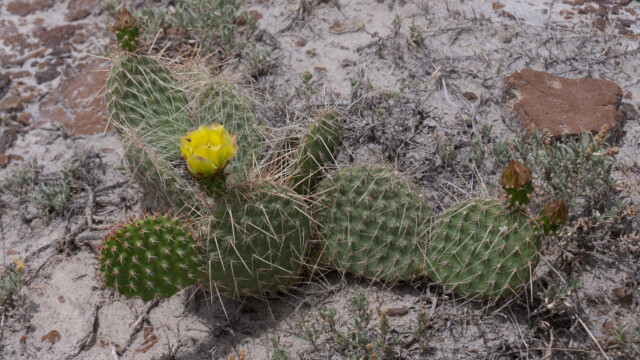 blĂĽhender Kaktus in der kargen Landschaft