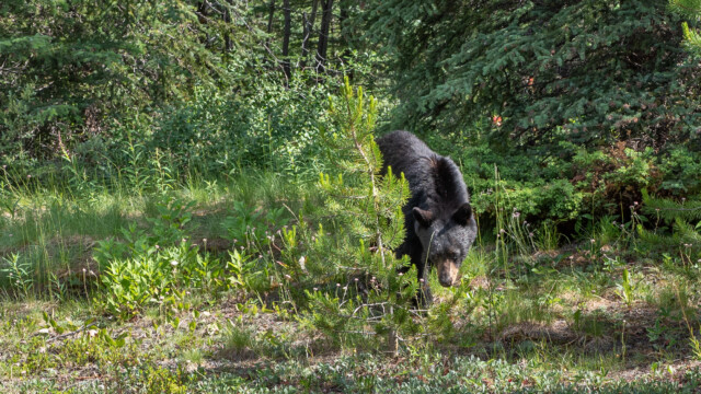 hier hat er scheinbar etwas gefunden